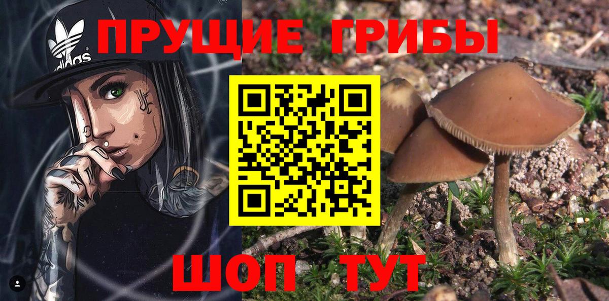 Галлюциногенные грибы GOLDEN TEACHER Будённовск